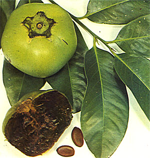 black sapote - the chocolate pudding fruit - black sapote - apparently tastes just like chocolate pudding!
