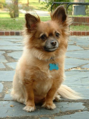 Paco the Chihuahua - My dog, Paco, a 6 year old long-haired Chihuahua.