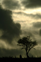 Storm Clouds Gathering - Picture of a tree silhouetted against storm clouds gathering