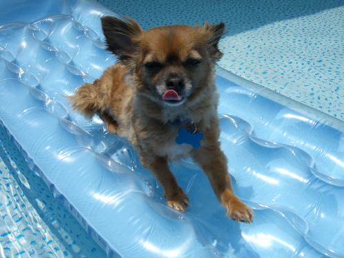 Paco in the swimming pool - Paco, taking a dip in the pool last summer.