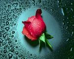 lonely rose - rose