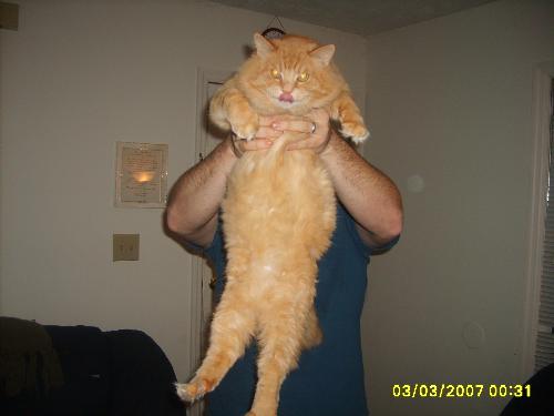 My Fat Cat Mao - This Is my big huge cat. i don&#039;t even know if you can tell how big he is in this. That&#039;s me holding him, i&#039;m six feet tall. His head, is the size of a small melon. We love this cat. 