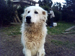 my dog - this is my dog danko 
