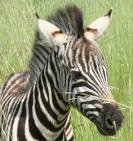 zebras - zebras stipes