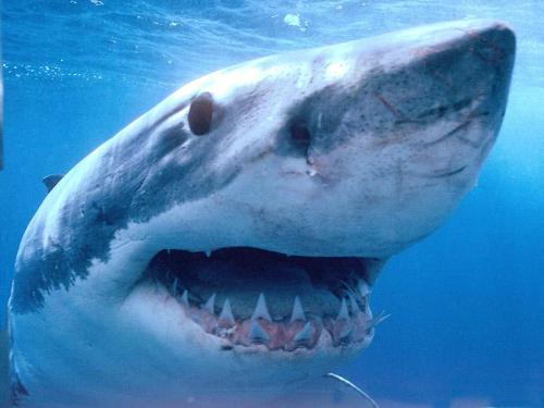 sharkboy - it looks like me