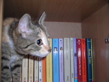 My cutest kitten picture i think - This is my kitten, her name is beatrice.  Her apperant favourite thing to do is climb into cupboards or shelves and if she cant jump that high she will sit down and start meowing for someone to lift her up.