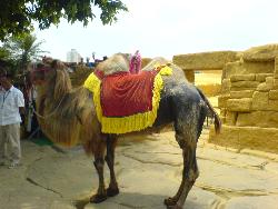 Carmel - A Dessert animal