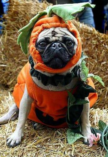 happy halloween! - how cute is this?