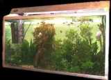 fish tanks - Aquariams and fish tanks
