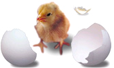 Hatched one - Baby