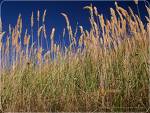 grases - wild grasses growing in our farm. they have to be brnt
