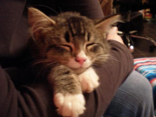 Murphy my kitten. He&#039;s soo cute! - Murphy my kitten.....he&#039;s a little terror