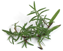 Rosemary - The Herb Rosemary,