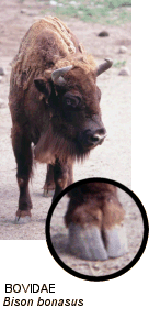 Ungulate - Ungulate, animal Ungulate - Ungulate, animal