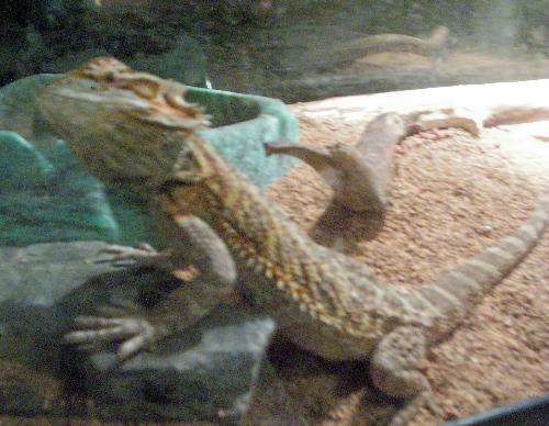 Lug Nut - This our other Bearded dragon Lug Nut. He has a great personality! He is about 7 months old.