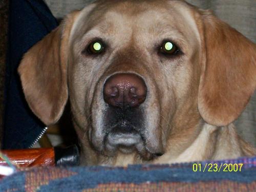 Dogs - My Grizzly Bear