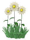 flowers - daisys blowing the breeze