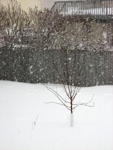My Haralred Apple Tree - Planted last spring & no buds at all last year. My Haralred Apple Tree - Planted last spring & no buds at all last year.