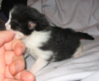 Baby Oliver - He's chewing on the roommate's thumb. He's about 10 days old in this pix