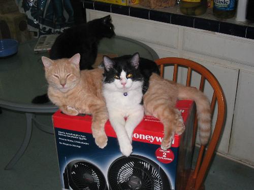 Oliver and Pong - Isn't Pong a sweet boy letting that Oliver lay on top of him!