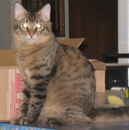 Solo all grown up - This is my 'grand kitten' all grown up, didn't he turn out handsome?