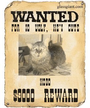 Hobo - This is the ugliest, sweetest cat you could've ever meet. We lost him some time back, but we still miss him.