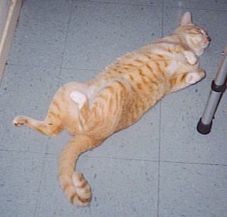 Taj - My first bottle baby, doing is silly act - don't touch that tummy or its shreding time!