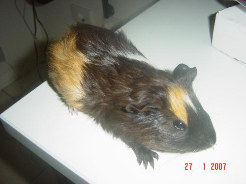 Little Guinea Pig - Baby girl guinea pig, born November 2006.
