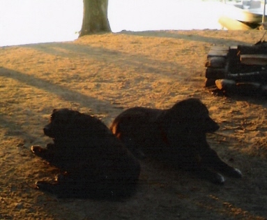 Our dogs - My boyfriend's two beautiful black labs enjoy the sunshine, laying on our beach. They were both old when I met him and the oldest died this summer. We believe his death saved my boyfriend's life as the trailer was hit by a tornado the next day, causing serious damage and debris. The only reason we weren't there was because we had to bring the dog home after he died.