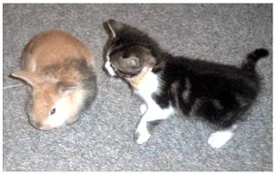 Cat Buns - This is Mabel being introduced to one of the bunnies for the first time. It looks to me like she is thinking about biting off more than she can chew. They ended up being good pals. There is another picture of Mabel with one of our dogs (her surrogate mother) under the dog interests section.
What clever caption can you come up with for this image?
thanks! Cat Buns - This is Mabel being introduced to one of the bunnies for the first time. It looks to me like she is thinking about biting off more than she can chew. They ended up being good pals. There is another picture of Mabel with one of our dogs (her surrogate mother) under the dog interests section.
What clever caption can you come up with for this image?
thanks!