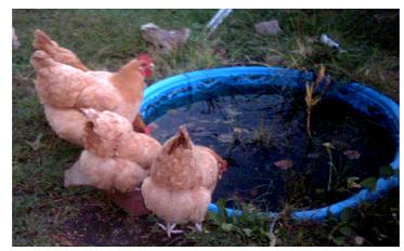 Gossiping ol&#039; Hens - Buff Orpingtons are one of my very favorite living yard ornaments, here a small group of them gather together at the sunken kiddie pool for a refreshing drink and doing what hens do best, gossiping about the guinea I am sure!