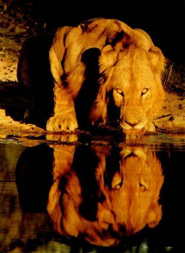 The Lion King - Most ferocious, drinking water in a pond!