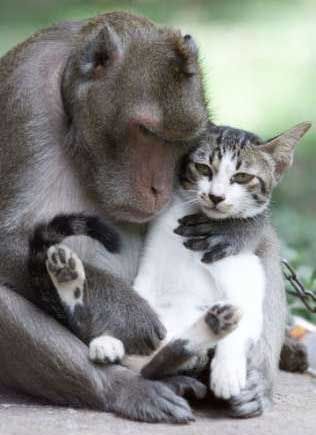Monkey with a cat - A Monkey hugging a cat, thinking that he is his best friend. 