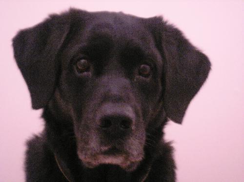 dogs - a picture of my dog