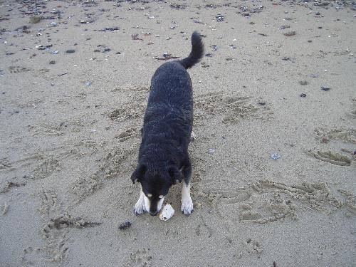 Rufus - My friends dog Rufus on the beach, he's part Corgi I believe.