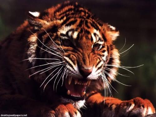 leave your mark - bengal tiger!!!! knon for courage.