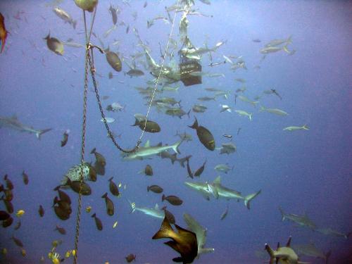sharkfeed - this is how we feed the sharks at north horn osprey reef, in the coral sea