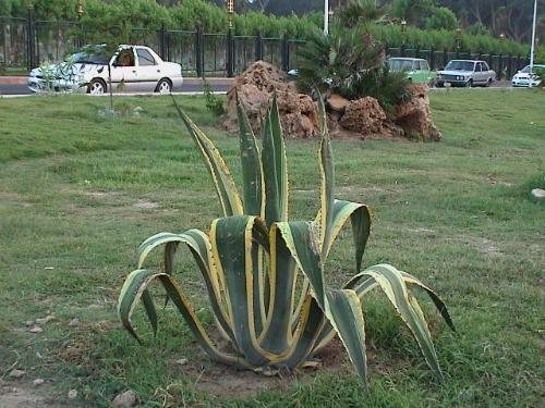 nature - a plant:)