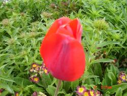 Tulips - Photographed at a flower farm at Mysore