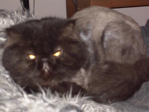 My boy Milo - Black Persian shaved cat