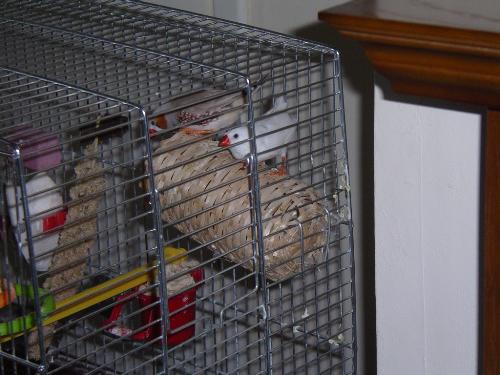finches - our wee finches