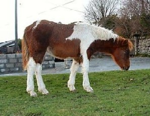 Horse - A horse grazing.