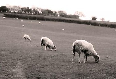 Sheep - Some sheep feeding.