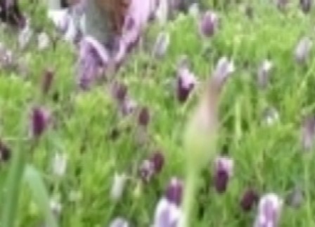 Flowers - Flowers in the field.