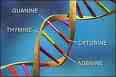 human dna and genes - patenting the genes in our bodies is a slipper slope, soon medicine will indeed be too expensive to even entertain.