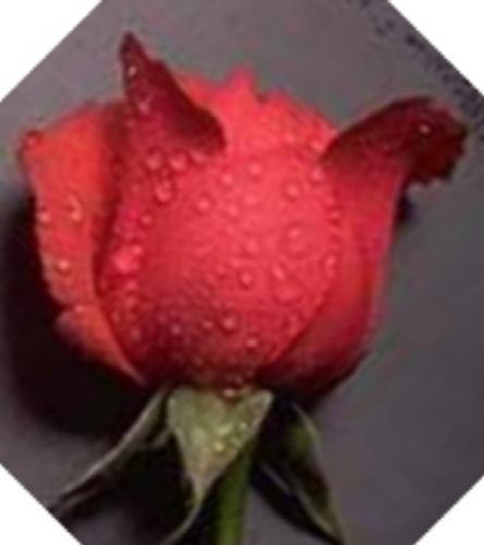 Rose - A red rose.