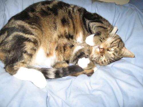 Moomin the Magnificat posing for the camera - Moomin the Magnificat sleeping on my bed