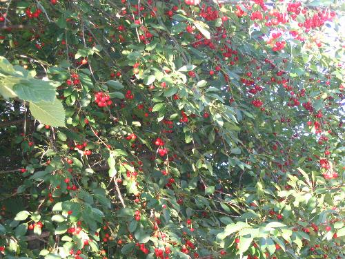 Cherry tree - These cherry trees grow near my parents-in-law block house. But those cherries are not sweet :)
