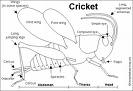 Cricket  - Sports  Cricket