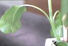 genes affects plant - Do genes affects plant genes affects plant - Do genes affects plant